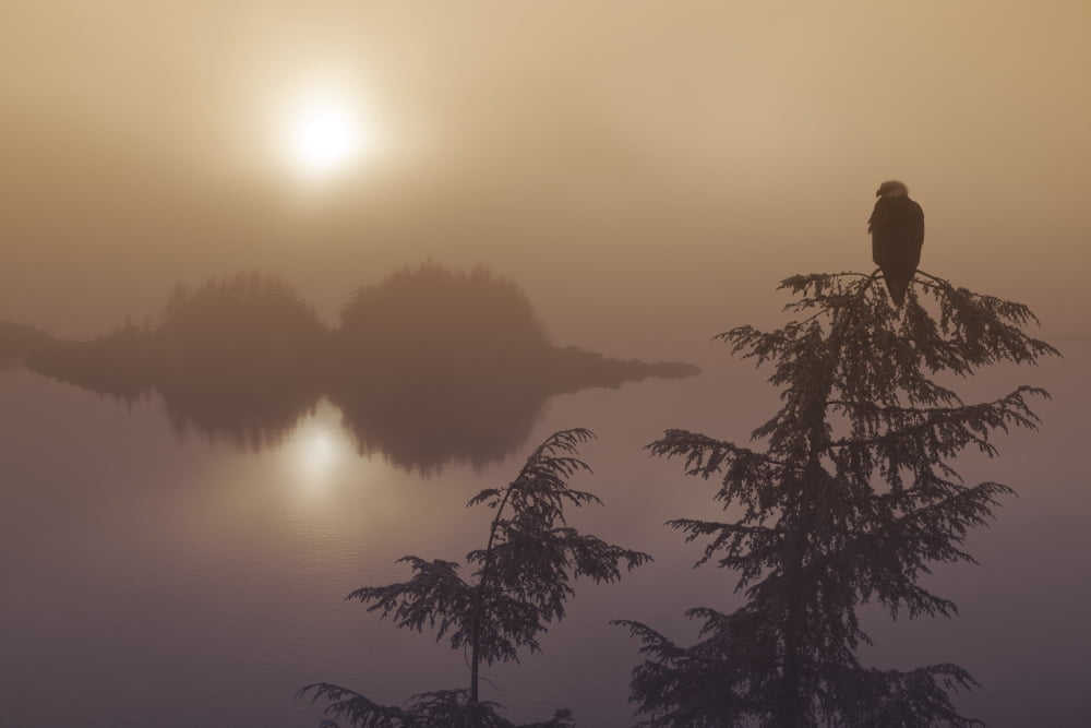 Bald Eagle Perched In The Top Of A Hemlock Tree Overlooking The Islands Of The Inside Passage And Tongass National Forest During A Misty Sunset In Southeast Alaska Winter Composite Canvas Art - John H