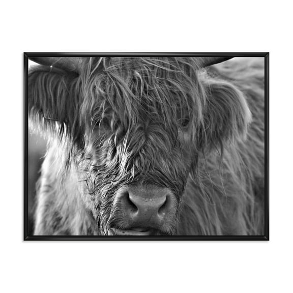 Close Up Scottish Highland Cows Living On Moorland 20 in x 12 in Framed Photography Canvas Art Print, by Designart