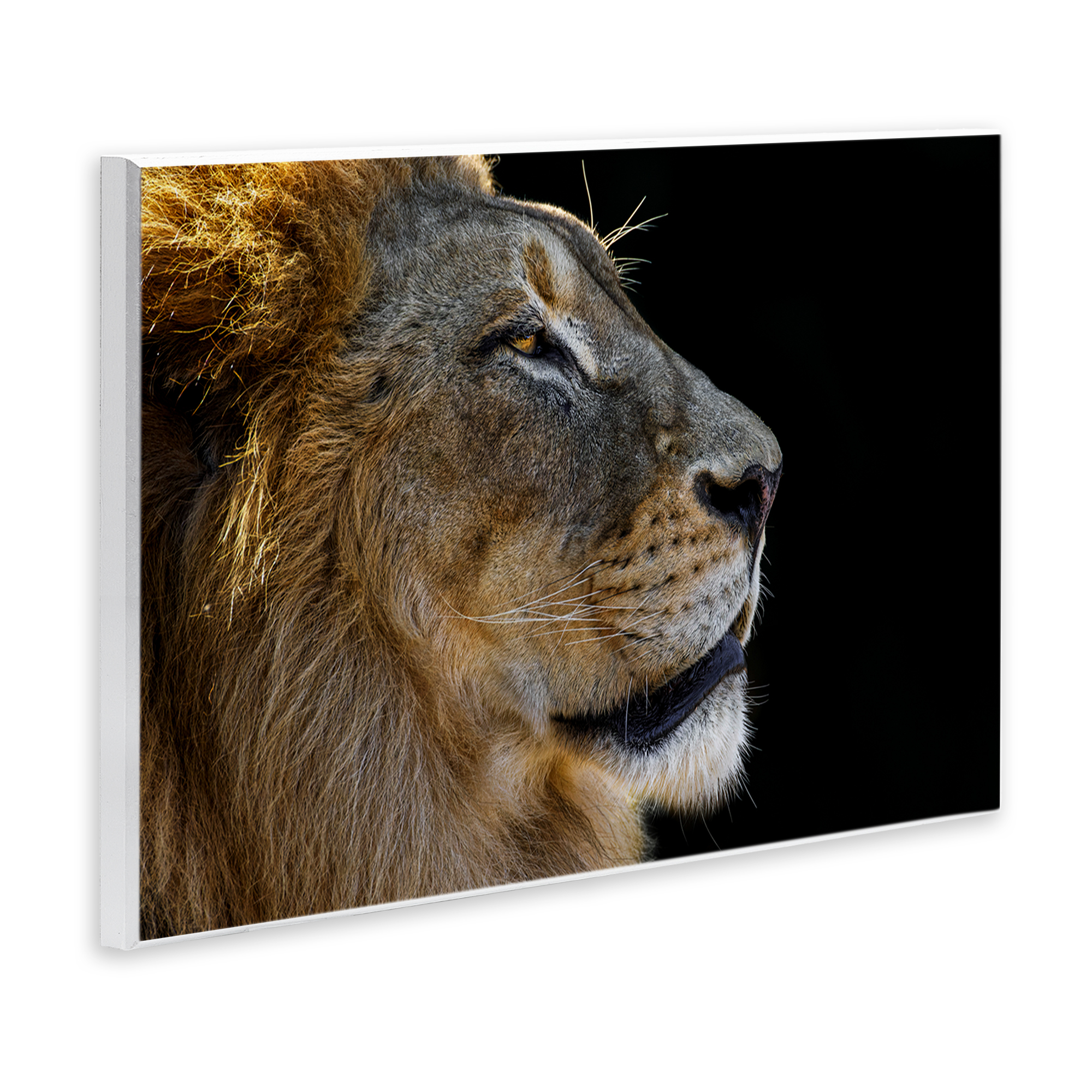 Stupell Industries Fierce Lion Looking Right Animals Photography Unframed Art Print Wall Art, 19 x 13