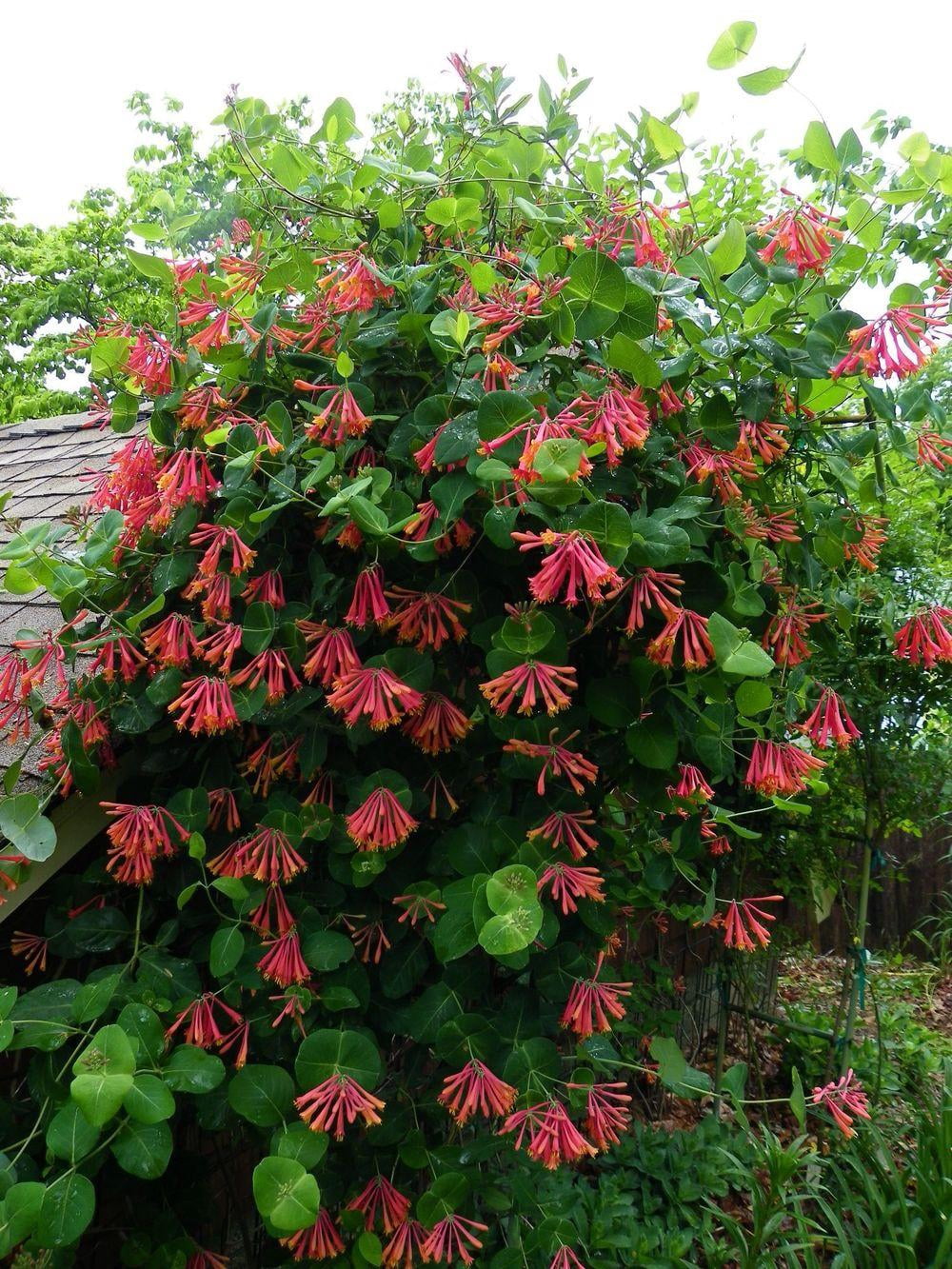 Lonicera sempervirens 'Honey Coral' - Native Coral Honeysuckle - Live Starter Plant
