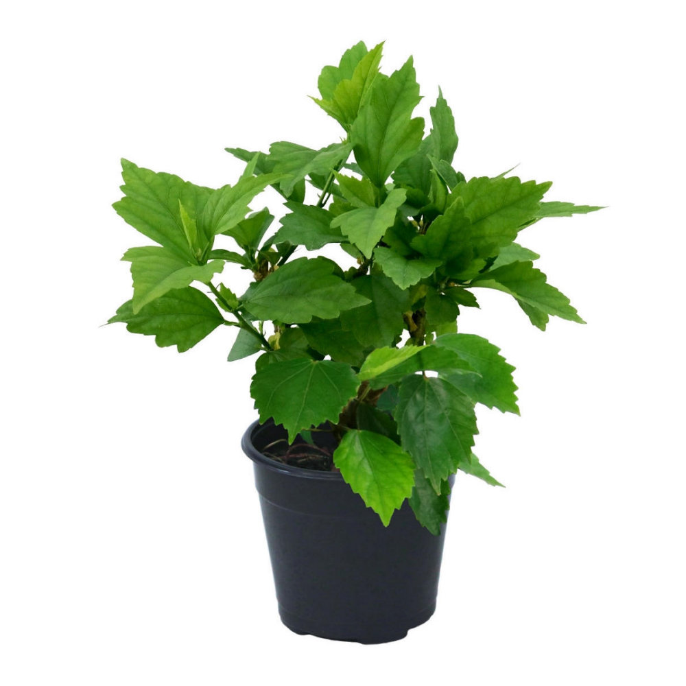 1 gal. Hibiscus Tahiti Shrub with Pink and Purple Flowers
