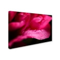 thumbnail image 2 of Trademark Fine Art "Peony Drops" Canvas Art by Philippe Sainte-Laudy, 2 of 3