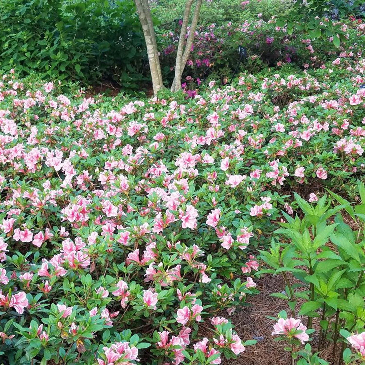 Encore Azalea Autumn Sunburst (1 Gallon) Pink and White Flowering Shrub - Full Sun Live Outdoor Plant