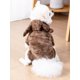 thumbnail image 2 of Antlers Decor Hooded Pet Jumpsuit, 2 of 5