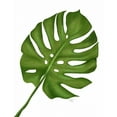 thumbnail image 2 of Fab Funky 12x14 Black Ornate Wood Framed with Double Matting Museum Art Print Titled - Monstera Leaf 1, Green on White, 2 of 4