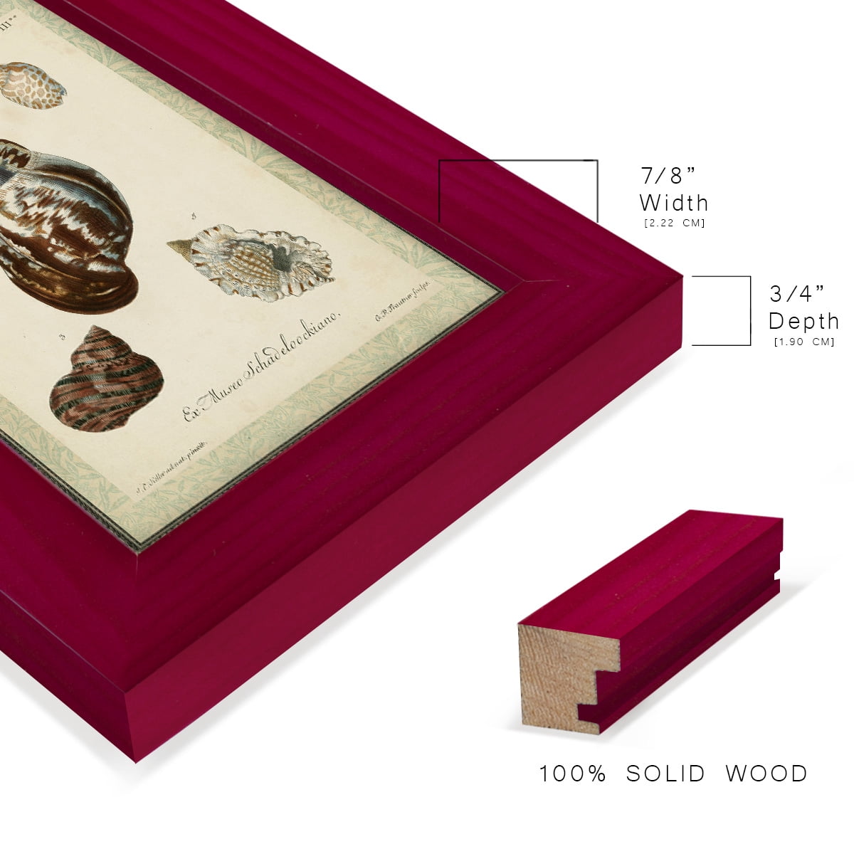 Bookplate Shells VII - Framed Print w/glass - Cherry Red