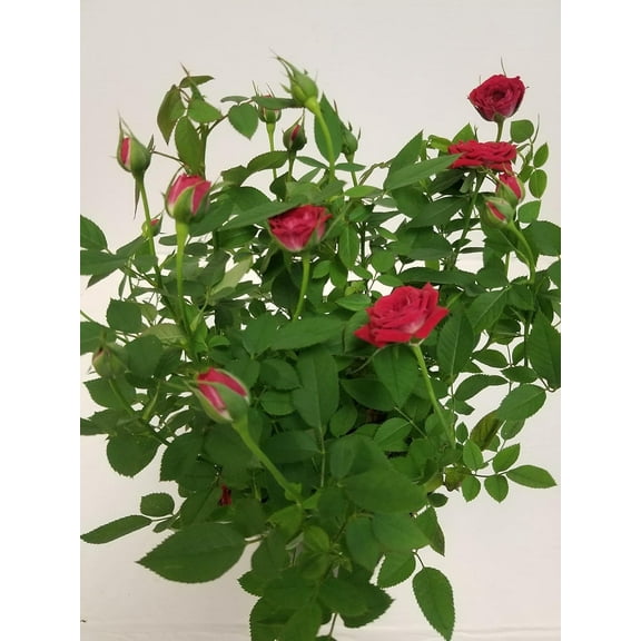 4" Live Mini Red Rose Bush in a 4" Plastic Grow Pot - 4" Inch Indoor Plant