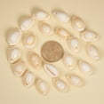 thumbnail image 3 of 500 g Cowrie Shell Pendants White 17~22x11~16x9~11mm Hole: 1mm 320pcs/500g, 3 of 7