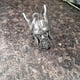 thumbnail image 2 of The Guardian Of The Viking God Of Odin,good Luck Charm,biker Gift,rides A Bell To Dispel Bad Luck,odin Viking God Bravo Bell,gremlin Guardian Ride Bel, 2 of 5