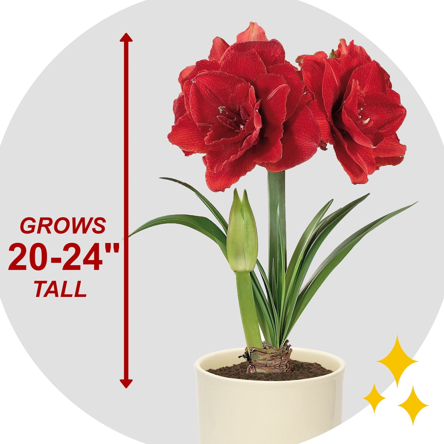 Garden State Bulb Red Double Amaryllis Bulb Gift Kit, 26/28cm (Cream Ceramic Planter)