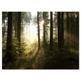 thumbnail image 2 of Early Morning Sun in Misty Forest - Landscape Photography Canvas Print, 2 of 3