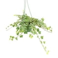 thumbnail image 4 of Glacier English Ivy (6" Grower Pot) - Easy to Care Trailing Houseplant for Decoration, 4 of 4