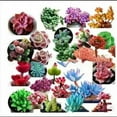 thumbnail image 1 of SHAR 100Pcs Succulent Seeds Fast Growing Fleshy Seeds Home Bonsai Flower Mixture for Gardens Balcony, 1 of 2