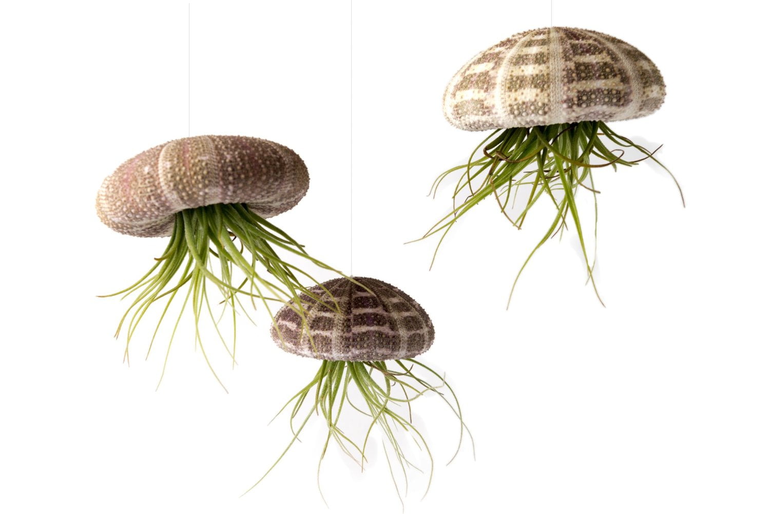 Care Info Included. 2 Pack Sea Urchin Air Plant “Jellyfish” That Will Bloom 