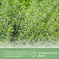 thumbnail image 5 of PHATOIL Thyme Essential Oils 100% Pure for Diffusers Humidifier Aromatherapy Massage Bath Sleep Relaxation 30ml/1.01 fl.Oz, 5 of 7