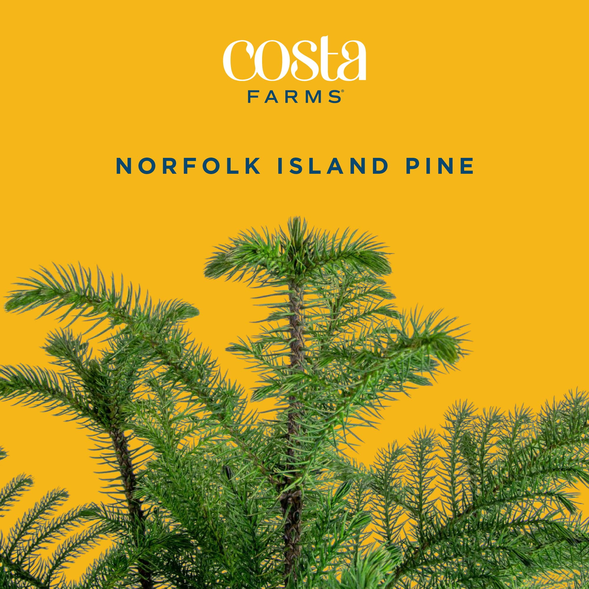 Costa Farms Live Indoor 12in. Norfolk Island Pine, 2-Pack