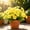 10 Pack-WD19, variant on 10 Pack Of Artificial Flowers 14.56in Trumpet Flowers Bushes Fake Outdoor Plants For Porch Balcony Garden Patio Window Box Home