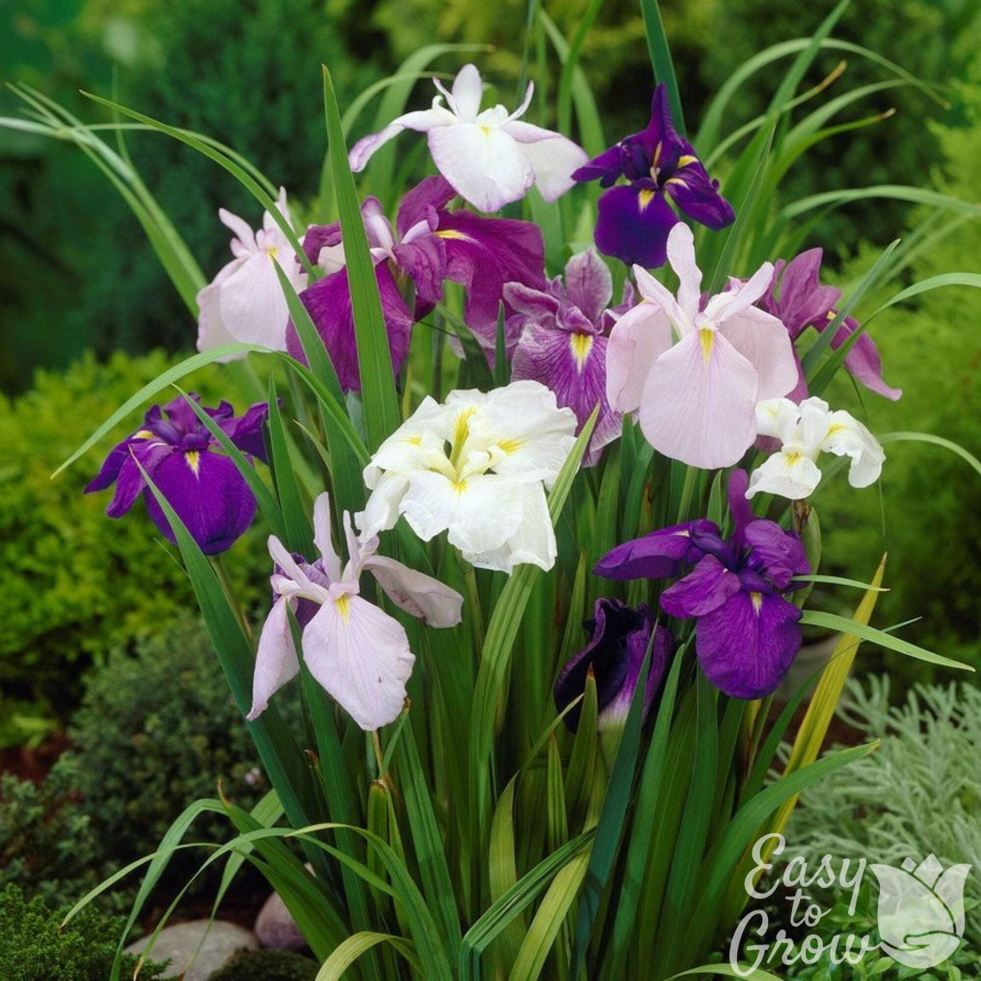 Japanese Iris Zen Garden Mix 5 Rhizomes - Spring Purple & White Blooms Partial Sun