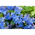 thumbnail image 6 of 500 Blue FORGET ME NOT Myosotis Sylvatica Shade or Sun Perennial Flower Seeds, 6 of 9