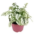 thumbnail image 3 of Hypoestes White Splash (6"+ Grower Pot) - Easy to Care Houseplant for Beginners - Beautiful Houseplant for Gift Ideas - Live Healthy Houseplant for Home Office, 3 of 9