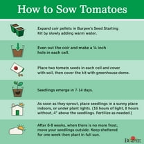 Burpee Cherokee Purple Tomato Vegetable Seed