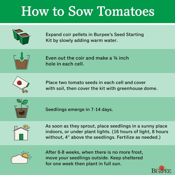 Burpee Cherokee Purple Tomato Vegetable Seed