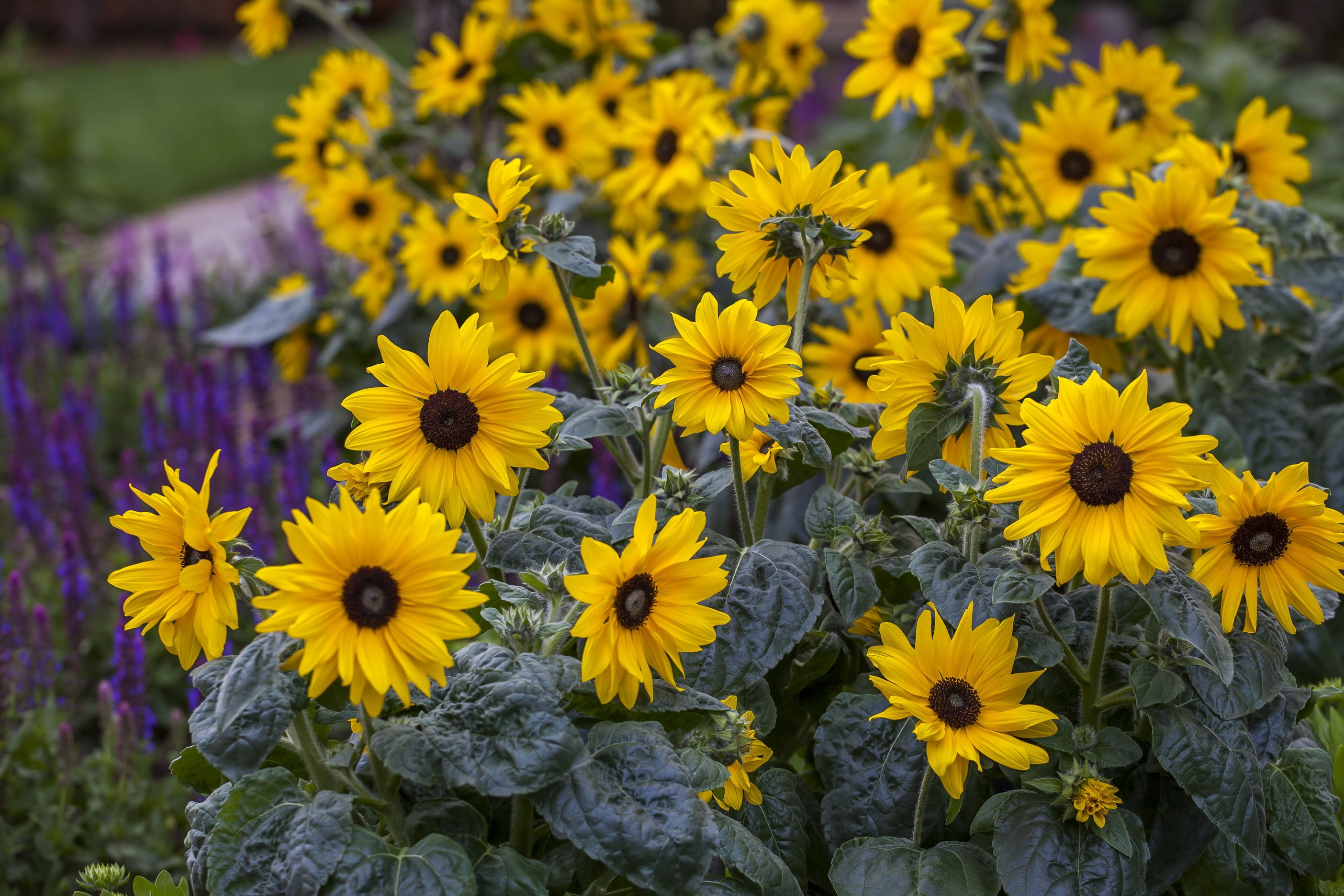 2.5 Quart Sunflower Sunfinity Live Annual Plant with Full Sunlight- 1 Piece