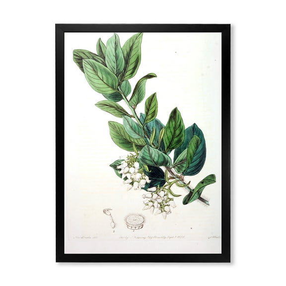 Designart 'Ancient Botanicals XX' Traditional Framed Art Print