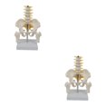 thumbnail image 3 of maskred PVC Human Pelvis with Pelvis and Size Toy Learning Life Bones Leg Style A 2Set, 3 of 6
