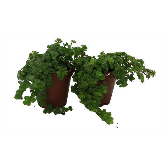Tiny Tears Baby Tears - Pilea depressa - 2 Plants 2" Pots