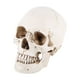 thumbnail image 1 of Modelo de calavera ANGGREK para decoración de fiesta de Halloween, 1 of 8