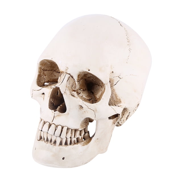 Modelo de calavera ANGGREK para decoración de fiesta de Halloween