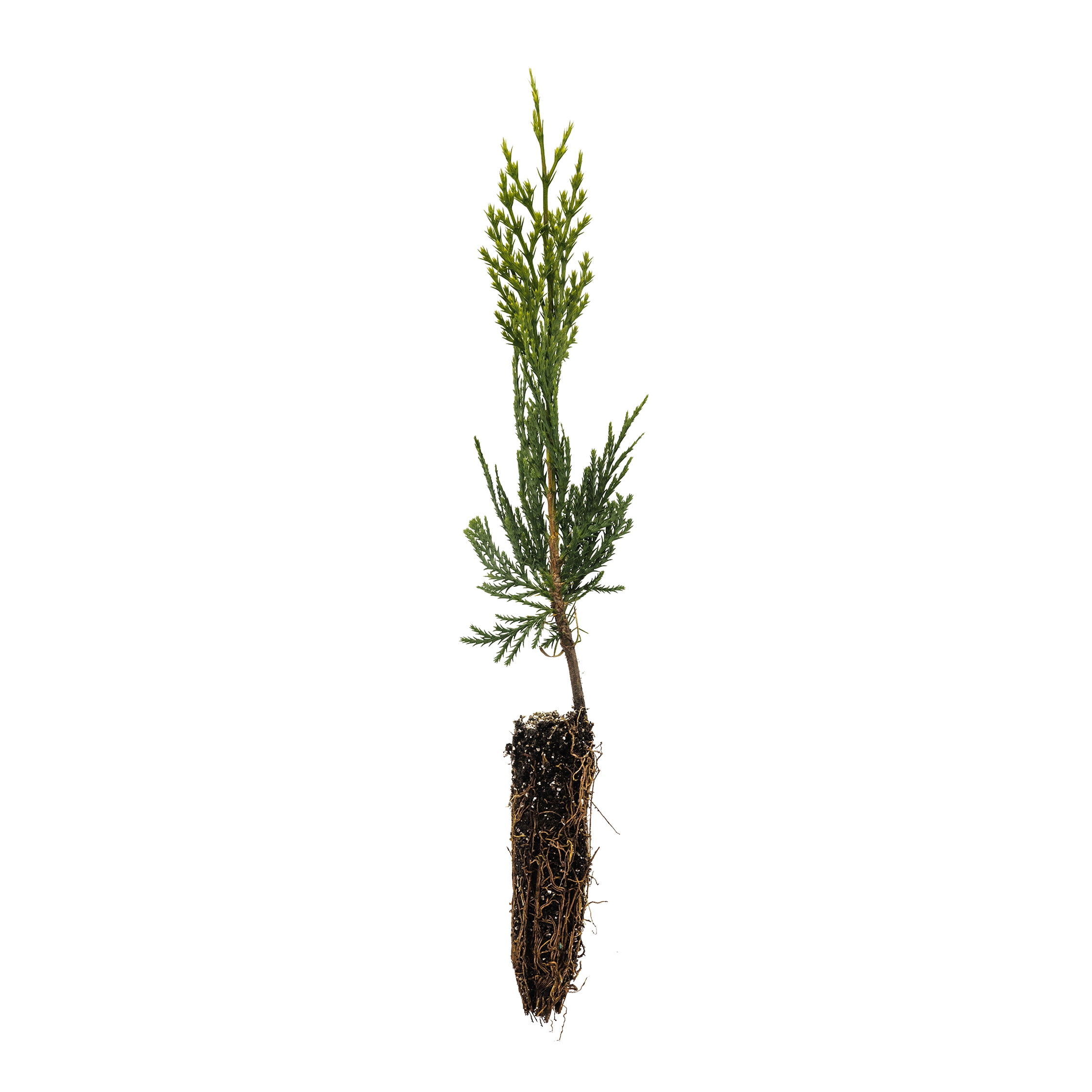 Incense Cedar Small Tree Seedling The Jonsteen Company
