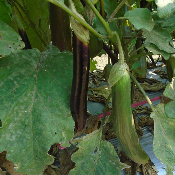 Eggplant Seeds - Talong Purple No.1 - 0.25 Oz ~1500 Seeds - Non-GMO, Heirloom - Asian Garden Vegetable