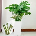 thumbnail image 5 of Plant Support under $5! Yannianjz Monstera Leaf Plant Support, Climbing Plant Stem Stand Hooks Ideal Monstera Stakes Grapple Pole Holder Turtle Shell Clamp Set for Thriving Growth Plant, 5 of 7