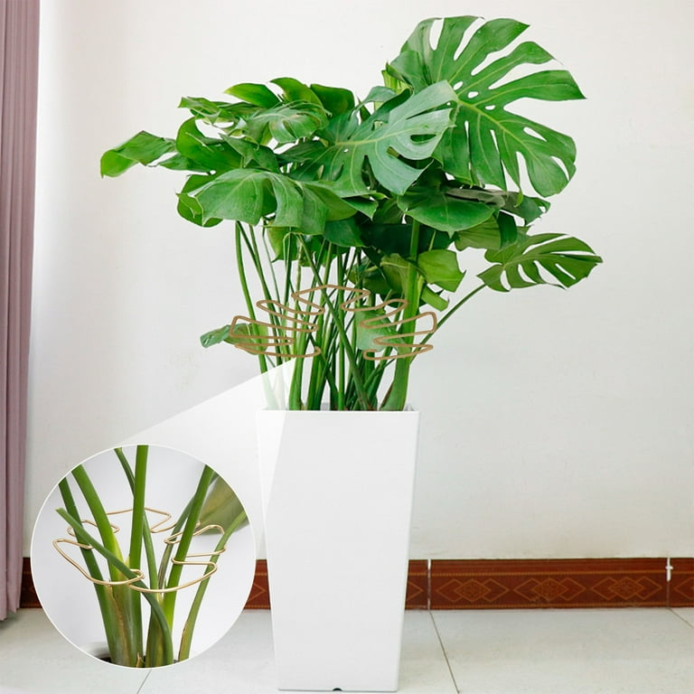 philodendron scandens micans lime Philodendron Micans 'Lime'  The Archway Planter