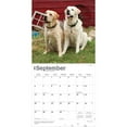 thumbnail image 4 of Yellow Labrador Retrievers | 2026 12x24" (Hanging) Wall Calendar | BrownTrout, 4 of 9