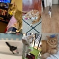 thumbnail image 2 of Muelles Espirales de Plástico ISMARTEN para Gato, 60 Unidades en Colores al Azar, 2 of 8