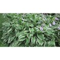 thumbnail image 5 of 10 Racines Vivantes Prêtes à Planter Hosta Plantes Vertes et Blanches Variées Hostas, 5 of 5