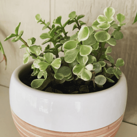 Variegated Elephant Bush, Portulacaria Afra, Succulent Tree, Live Plant in 2" Pot