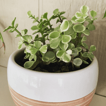 Variegated Elephant Bush, Portulacaria Afra, Succulent Tree, Live Plant in 2" Pot