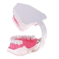 thumbnail image 4 of Modelo de Lengua de es de Boca con Ampliación de Inferiores Extraíbles 2x , Fijación -15x12x9cm, 15x12x9 cm Baoblaze Kit de dientes de la boca humana, 4 of 7