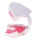 thumbnail image 4 of Modelo de Lengua de Dientes Dentales de Boca con Ampliación de Dientes Inferiores Extraíbles 2x Dientes Fijos Perfecl, 4 of 7