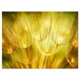 thumbnail image 2 of Soft Yellow Dandelion Flowers - Floral Photography Art, 2 of 3