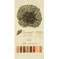 thumbnail image 2 of Unknown 9x14 White Modern Wood Framed Museum Art Print Titled - Species of Lichen VI, 2 of 4
