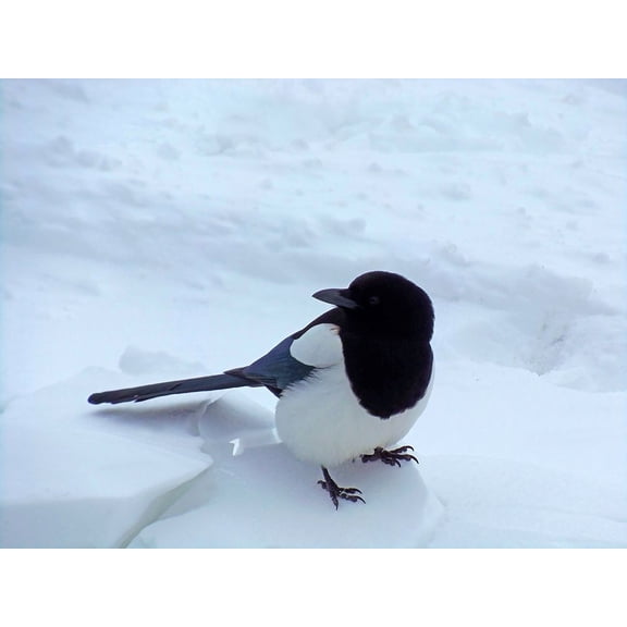 Magpie Poster Print by Popcorn Popcorn
