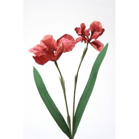 Double X 2 Iris, Rose & Red - Pack of 4