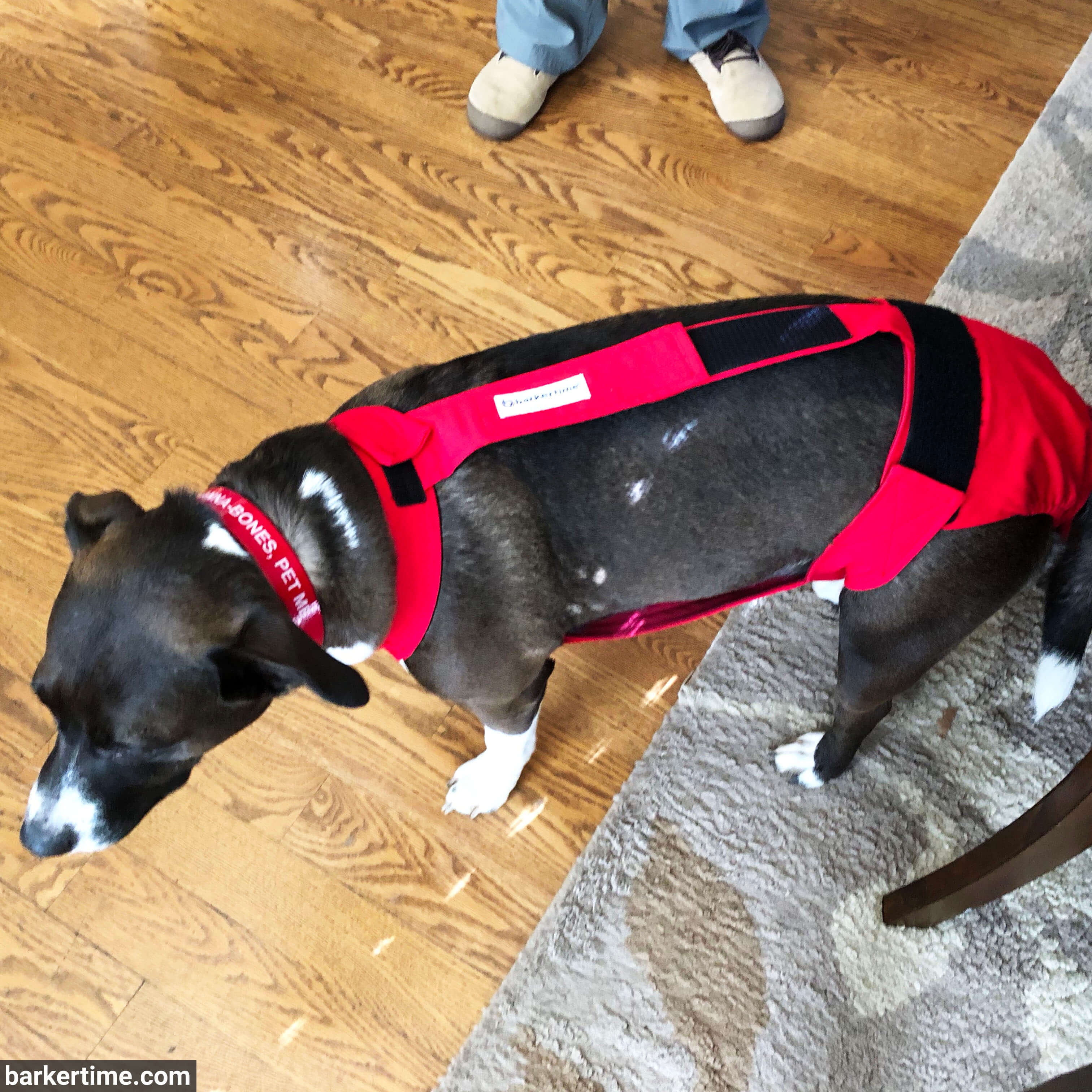 Barkertime Cherry Red Dog Diaper Overall