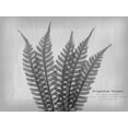 thumbnail image 2 of Koetsier, Albert 14x12 Gold Ornate Wood Framed with Double Matting Museum Art Print Titled - Vintage Fern 2, 2 of 4