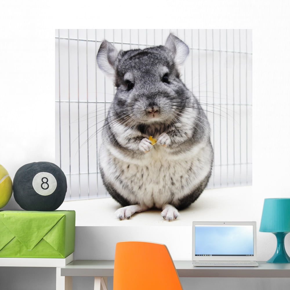 Chinchilla His Cage Wall Mural by Wallmonkeys Peel and Stick